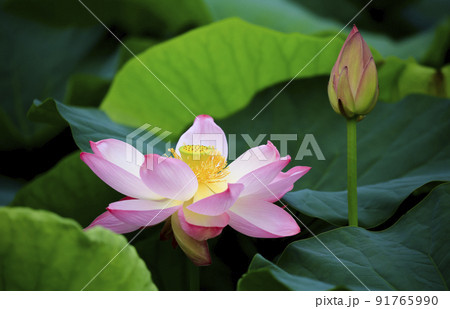 自然 植物 花 91765990