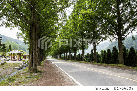 自然 風景 景色 91766005