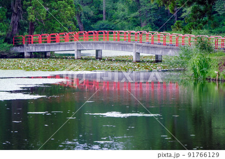 池に映る弁天橋 池に映る弁天橋 91766129