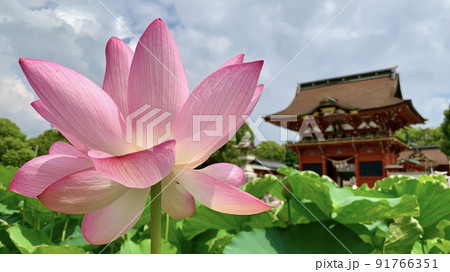 満開の蓮子の花と随身門［伊賀八幡宮/愛知県岡崎市］ 91766351