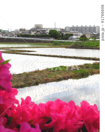 初夏の郊外の青空を映す植田風景 91766606