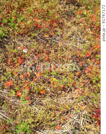 紅葉のアメリカフウロ生える初夏の野原風景 91767172