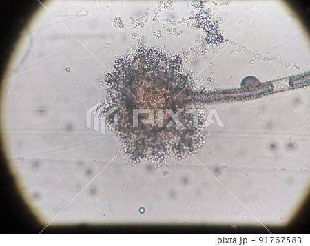 よく見かけるお風呂の黒カビ 91767583