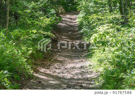 初夏小浅間山の登山道　 91767588