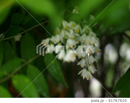 木陰のヒメウツギの花（雨滴のついた姫空木の白い花） 91767620