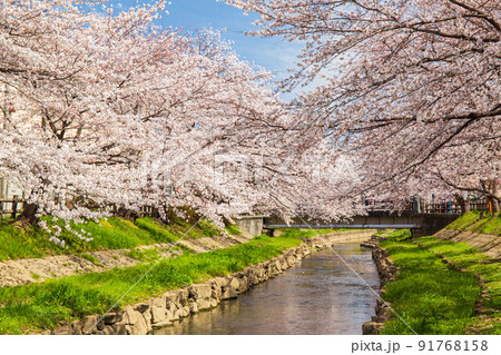 埼玉鴻巣の春 元荒川の桜並木 埼玉鴻巣の春 元荒川の桜並木 91768158