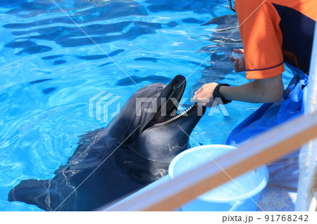 水槽を泳ぐイルカ 水槽を泳ぐイルカ 91768242