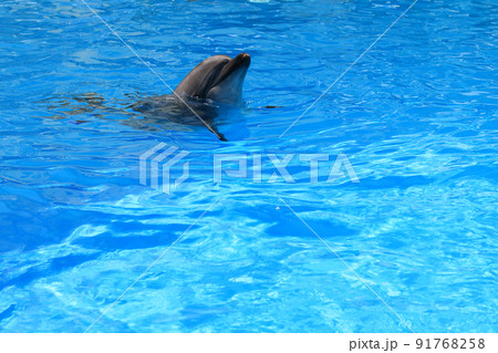 水槽を泳ぐイルカ 水槽を泳ぐイルカ 91768258