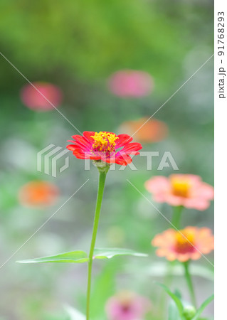 お花畑に咲くジニア百日草。背景に可愛い花ボケを添えて。 91768293