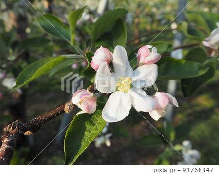 ふじの花 91768347