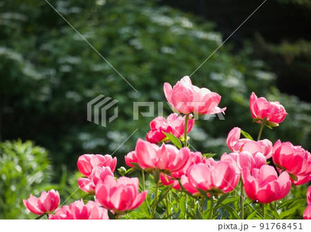 シャクヤク Peony 91768451