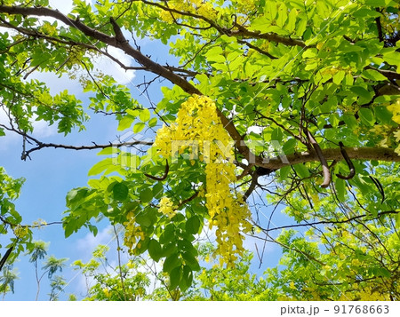 花 フラワー お花 91768663