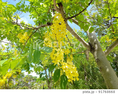 花 フラワー お花 91768668