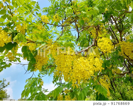 花 フラワー お花 91768669
