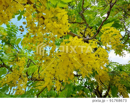 花 フラワー お花 91768673