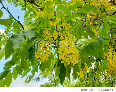 花 フラワー お花 91768674