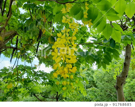 花 フラワー お花 91768685