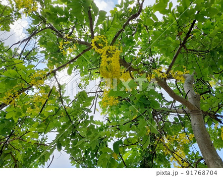 花 フラワー お花 91768704