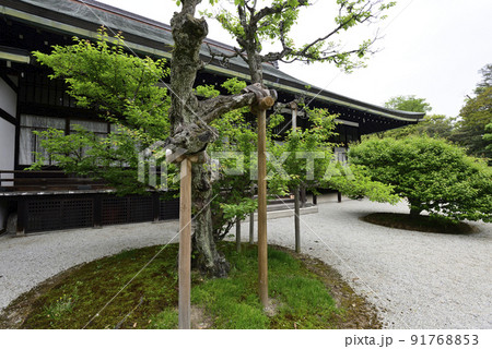 京都大宮御所御常御殿 南庭の紅白梅 京都大宮御所御常御殿 南庭の紅白梅 91768853