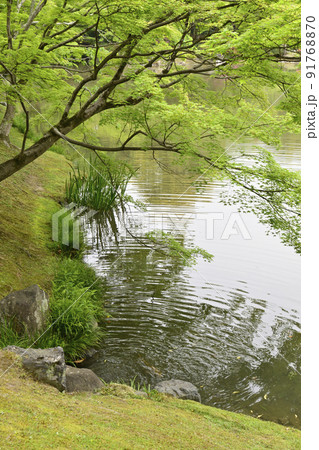 京都仙洞御所　北池　女院御所の池 91768870