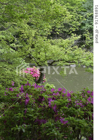 京都仙洞御所　北池　女院御所の池 91768891