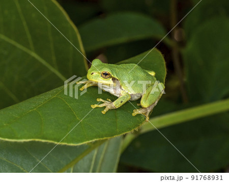 葉の上にいるニホンアマガエル 葉の上にいるニホンアマガエル 91768931