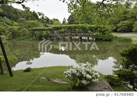 京都仙洞御所　南池　新緑の八ッ橋 91768980