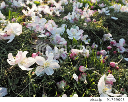 摘み取られたりんごの花 摘み取られたりんごの花 91769003