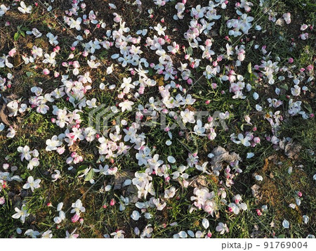 摘み取られたりんごの花 摘み取られたりんごの花 91769004