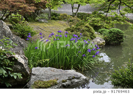 京都仙洞御所 南池 カキツバタ 京都仙洞御所 南池 カキツバタ 91769463