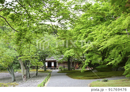 京都仙洞御所　新緑の醒花亭と桜の馬場 91769476