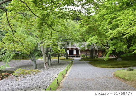 京都仙洞御所　新緑の醒花亭と桜の馬場 91769477