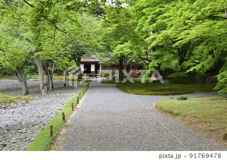京都仙洞御所　新緑の醒花亭と桜の馬場 91769478