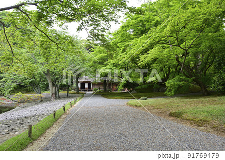 京都仙洞御所　新緑の醒花亭と桜の馬場 91769479