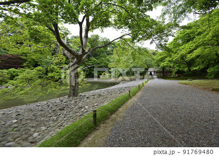 京都仙洞御所　新緑の醒花亭と桜の馬場 91769480