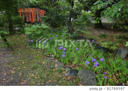 福寿稲荷神社 一初(鳶尾) 福寿稲荷神社 一初(鳶尾) 91769597