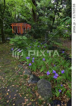福寿稲荷神社　一初（鳶尾） 91769598