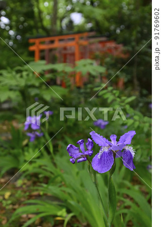 福寿稲荷神社　一初（鳶尾） 91769602