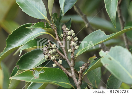 自然　植物　オキナワジイ、六月の石垣島。薄緑の二年目ドングリと右枝のイボの様な今年生まれのドングリと 91769728