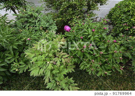 本満寺　芍薬　つぼみ 91769964