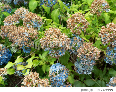 枯れたアジサイの花 91769999