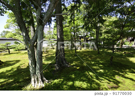 智積院 深緑 智積院 深緑 91770030