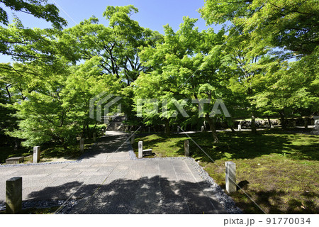 智積院　深緑 91770034