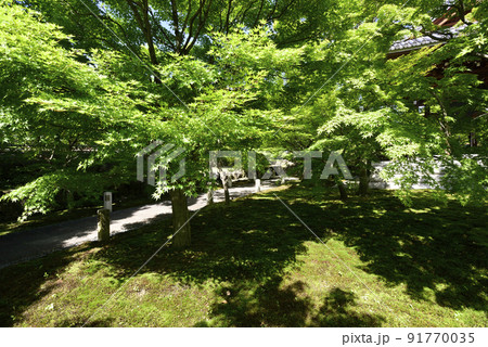 智積院　深緑 91770035