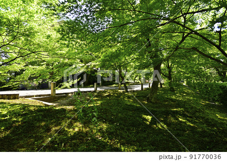 智積院　深緑 91770036