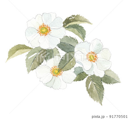 ナニワイバラ ナニワイバラ 91770501