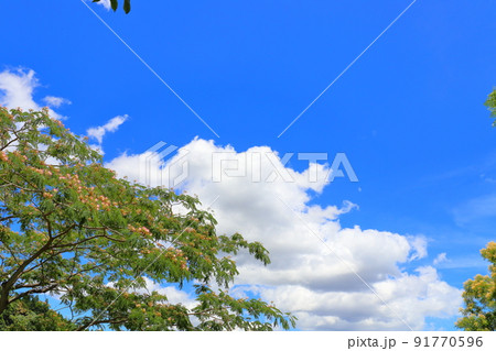 ネムノキ　花　青空　雲 91770596