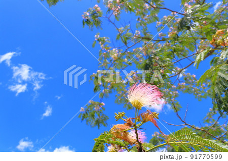 ネムノキ　花　青空　雲 91770599