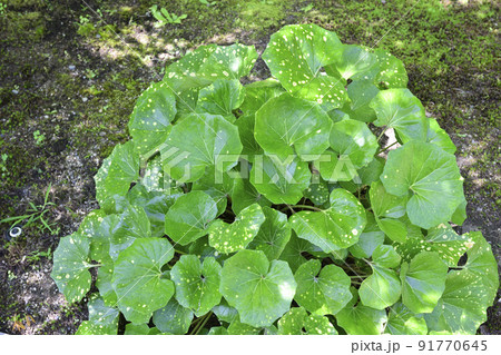 智積院　石蕗（つわぶき） 91770645