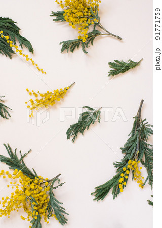 Floral arrangement, a pattern of mimosa flowers on a white background Floral arrangement, a pattern of mimosa flowers on a white background 91771759